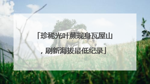 珍稀光叶蕨现身瓦屋山，刷新海拔最低纪录