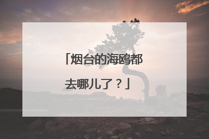 烟台的海鸥都去哪儿了？