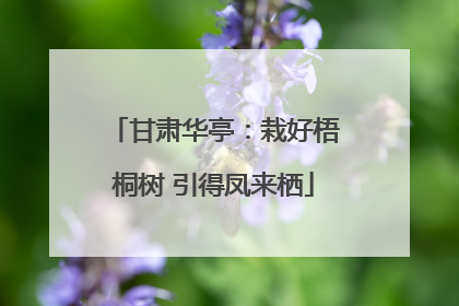 甘肃华亭：栽好梧桐树 引得凤来栖