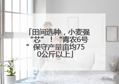 田间选种，小麦强“芯”！“青农6号”保守产量亩均750公斤以上