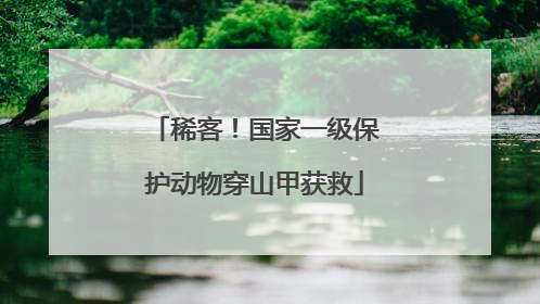 稀客！国家一级保护动物穿山甲获救