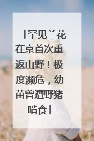 罕见兰花在京首次重返山野！极度濒危，幼苗曾遭野猪啃食