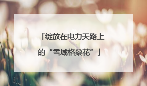 绽放在电力天路上的“雪域格桑花”