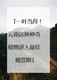 一叶当舟！云南这种神奇植物进入最佳观赏期