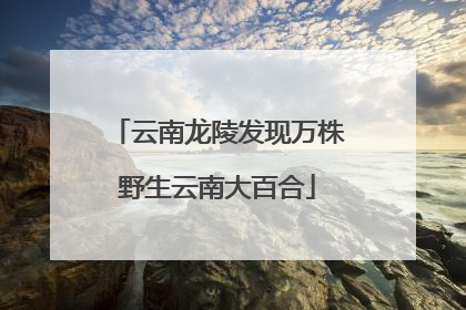 云南龙陵发现万株野生云南大百合