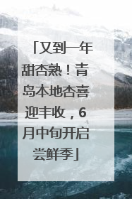 又到一年甜杏熟！青岛本地杏喜迎丰收，6月中旬开启尝鲜季
