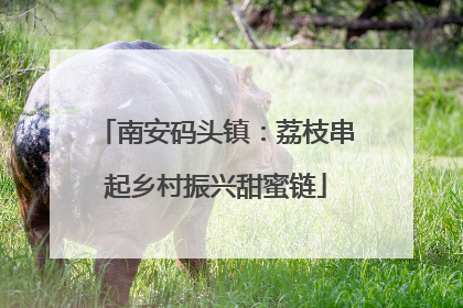 南安码头镇：荔枝串起乡村振兴甜蜜链