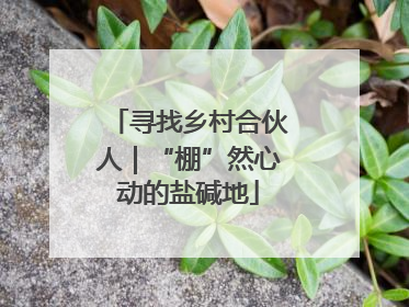 寻找乡村合伙人｜“棚”然心动的盐碱地