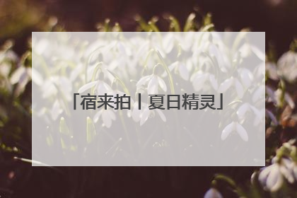 宿来拍丨夏日精灵