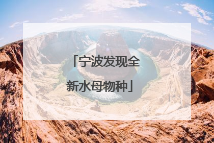 宁波发现全新水母物种