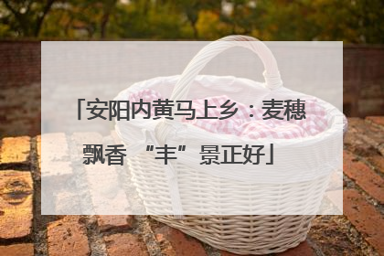 安阳内黄马上乡：麦穗飘香 “丰”景正好