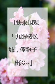 快来围观！九眼楼长城，傻狍子出没~