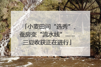 小麦田间“选秀”、蚕房变“流水线”……三夏收获正在进行