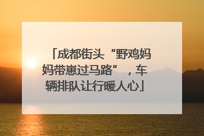 成都街头“野鸡妈妈带崽过马路”，车辆排队让行暖人心