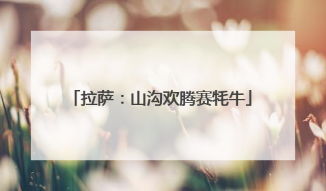 拉萨：山沟欢腾赛牦牛
