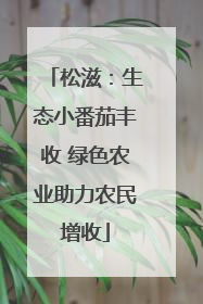 松滋：生态小番茄丰收 绿色农业助力农民增收
