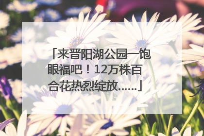 来晋阳湖公园一饱眼福吧！12万株百合花热烈绽放……