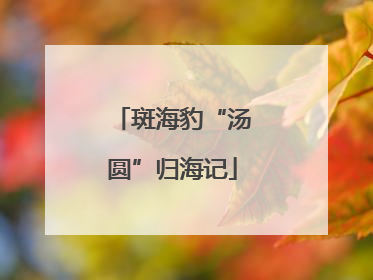 斑海豹“汤圆”归海记