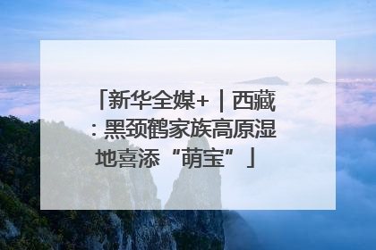 新华全媒+｜西藏：黑颈鹤家族高原湿地喜添“萌宝”