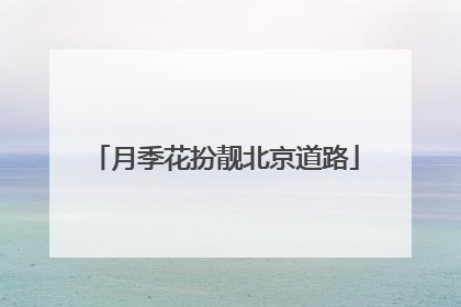 月季花扮靓北京道路