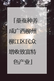 桑蚕种养成广西柳州柳江区民众增收致富特色产业
