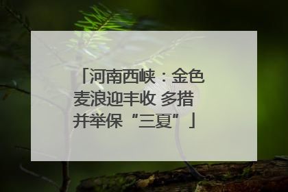 河南西峡：金色麦浪迎丰收 多措并举保“三夏”