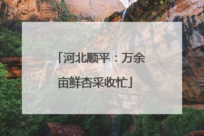 河北顺平：万余亩鲜杏采收忙
