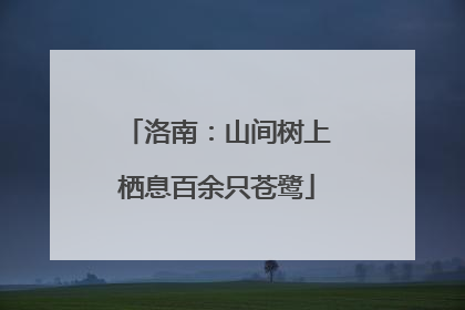 洛南：山间树上栖息百余只苍鹭