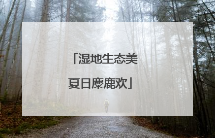 湿地生态美 夏日麋鹿欢
