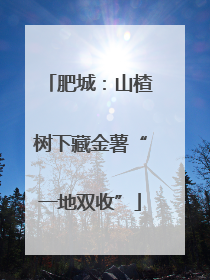 肥城：山楂树下藏金薯“一地双收”