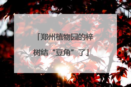 郑州植物园的梓树结“豆角”了