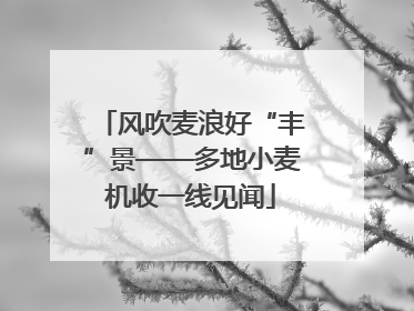 风吹麦浪好“丰”景——多地小麦机收一线见闻