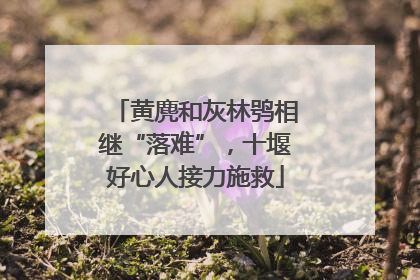 黄麂和灰林鸮相继“落难”，十堰好心人接力施救